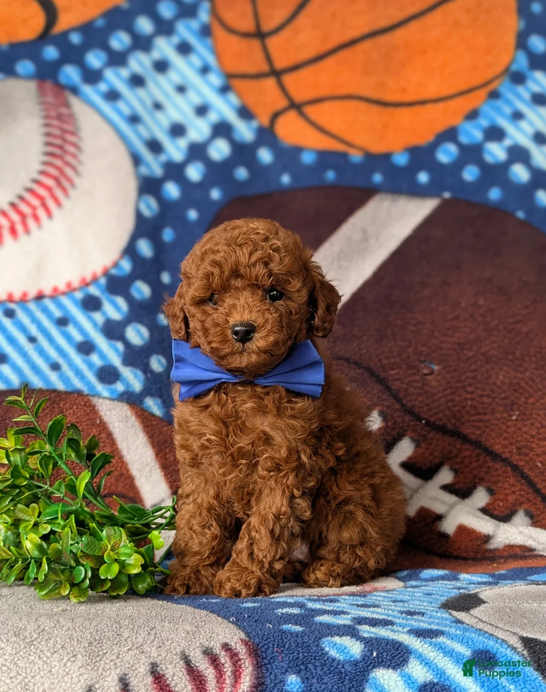 Toy Poodle dogs for sale: Granger - Ad 1