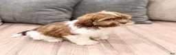 Shih Tzu dogs for sale: Cash - Ad 3