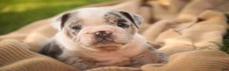 English Bulldog dogs for sale: Seth English Bulldog  - Ad 1