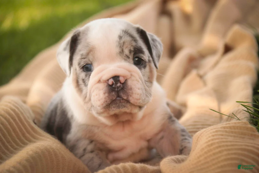 English Bulldog dogs for sale: Seth English Bulldog  - Ad 1