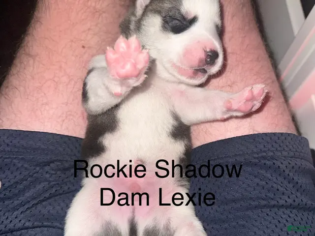 Siberian Husky dogs Rockie Shadow - Ad 1