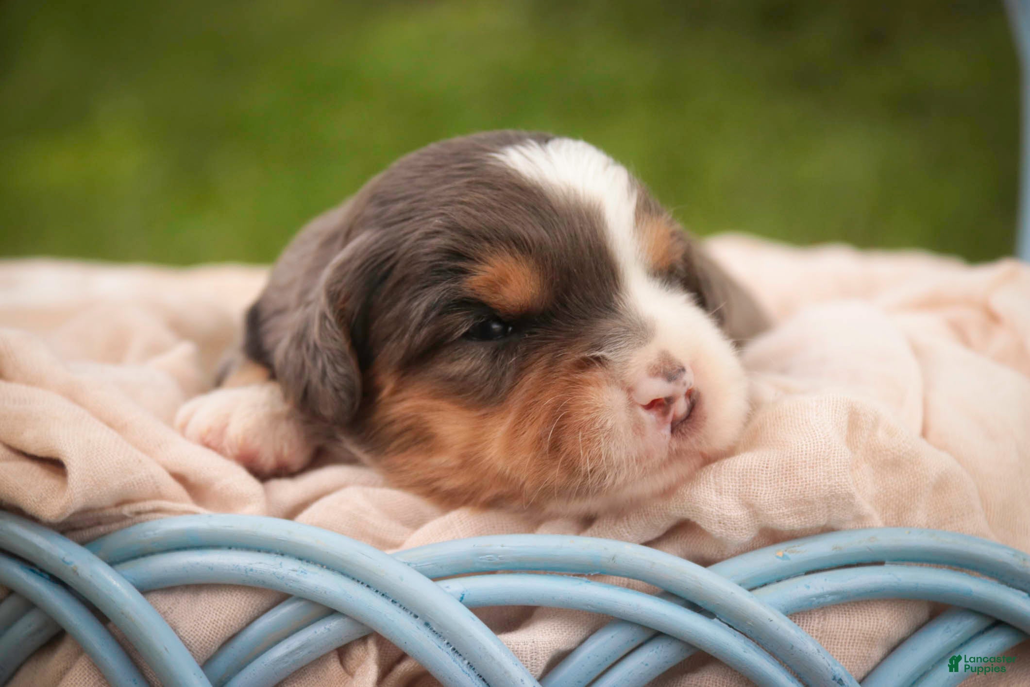 Bernedoodle dogs Willow Miniature Bernedoodle  - Ad 2