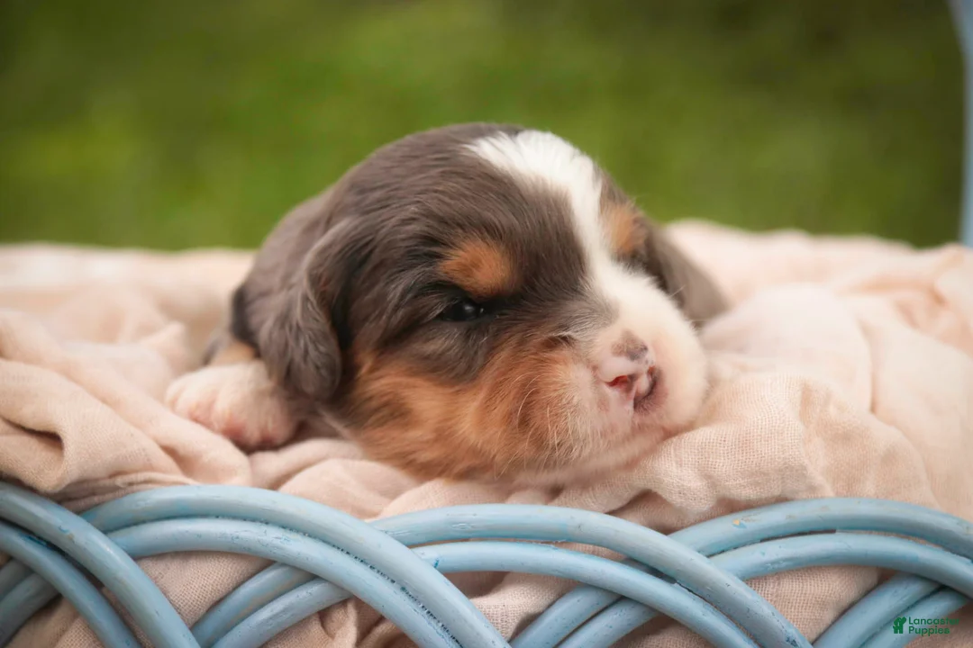 Bernedoodle dogs for sale: Willow Miniature Bernedoodle  - Ad 2