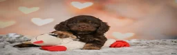 Cockapoo dogs for sale: Scarlet - Ad 14
