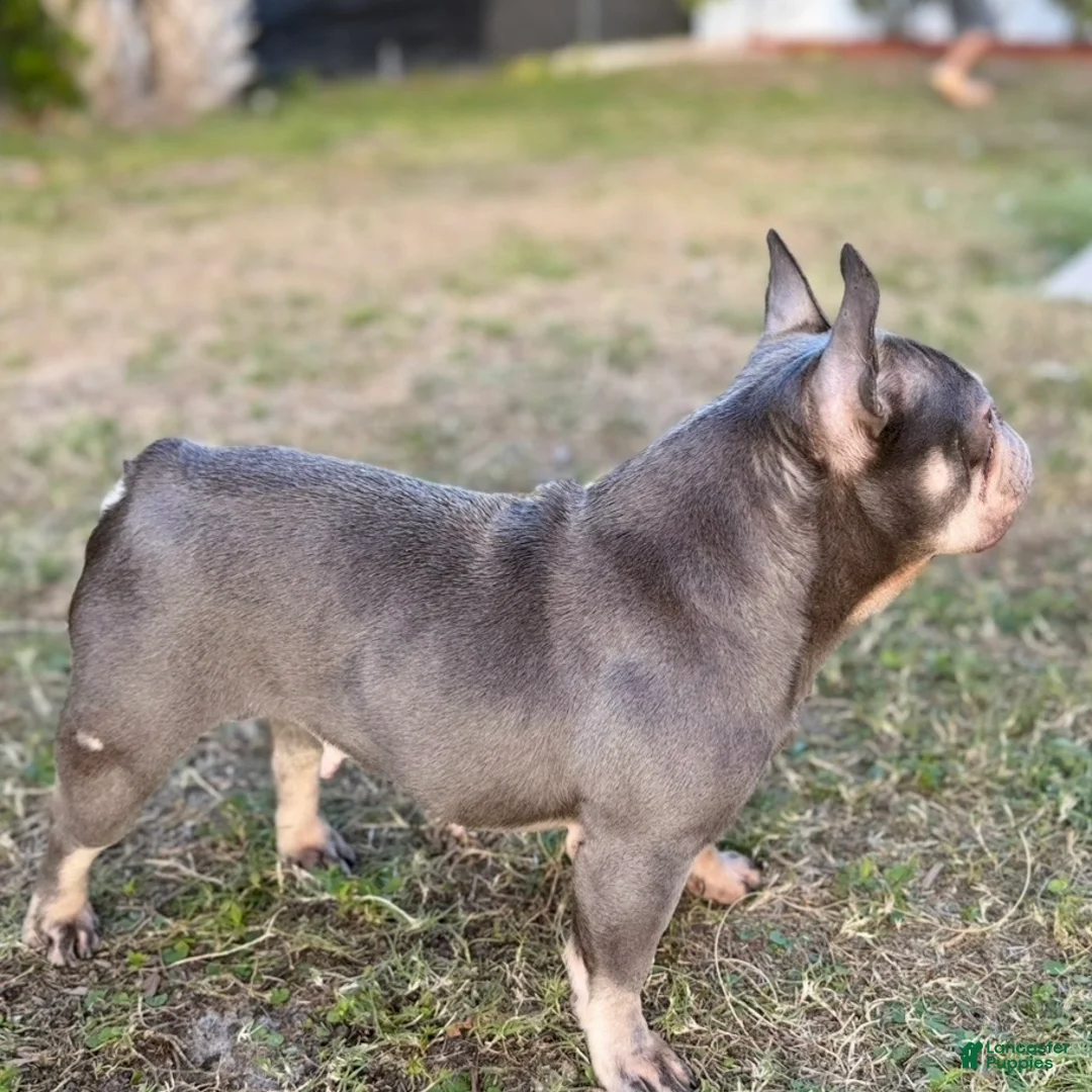 French Bulldog dogs for sale: Sage - Ad 4