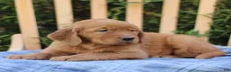 Mixed Breed dogs for sale: Shyanne  - Ad 4