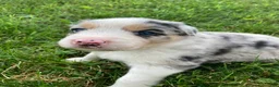 Australian Shepherd dogs for sale: Wolfie  - Ad 8