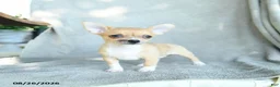 Chihuahua dogs for sale: Roscoe - Ad 4