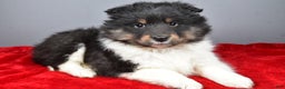 Shetland Sheepdog dogs for sale: Trixie - Ad 10