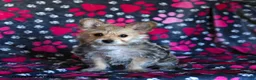 Morkie dogs for sale: Beauty - Ad 7