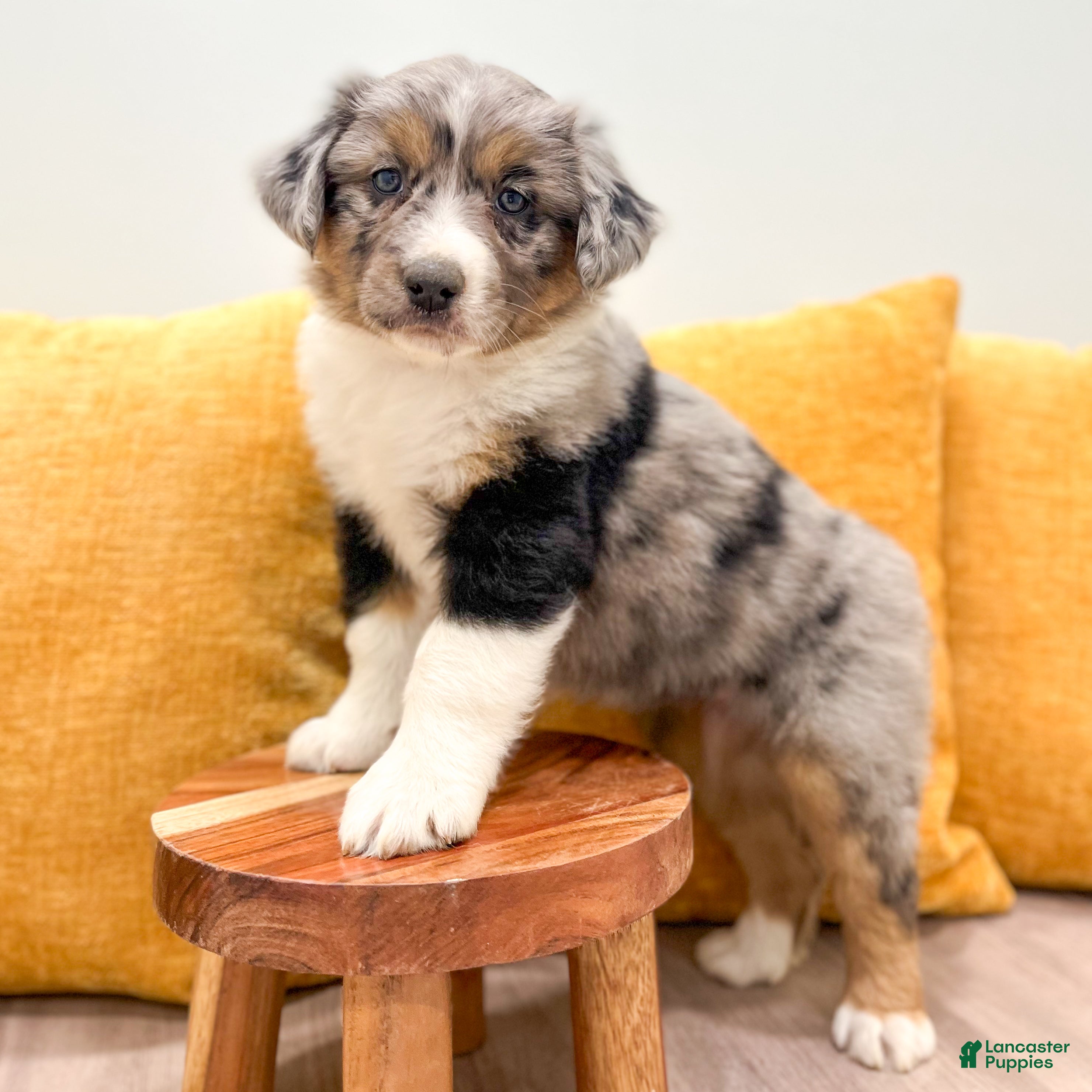 Australian Shepherd dogs for sale: Chloe - Ad 2