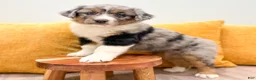 Australian Shepherd dogs for sale: Chloe - Ad 2