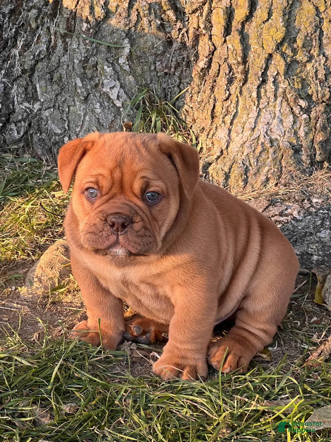 English Bulldog dogs for sale: Pumpkin  - Ad 1