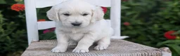 Golden Retriever dogs for sale: Baxter  - Ad 9