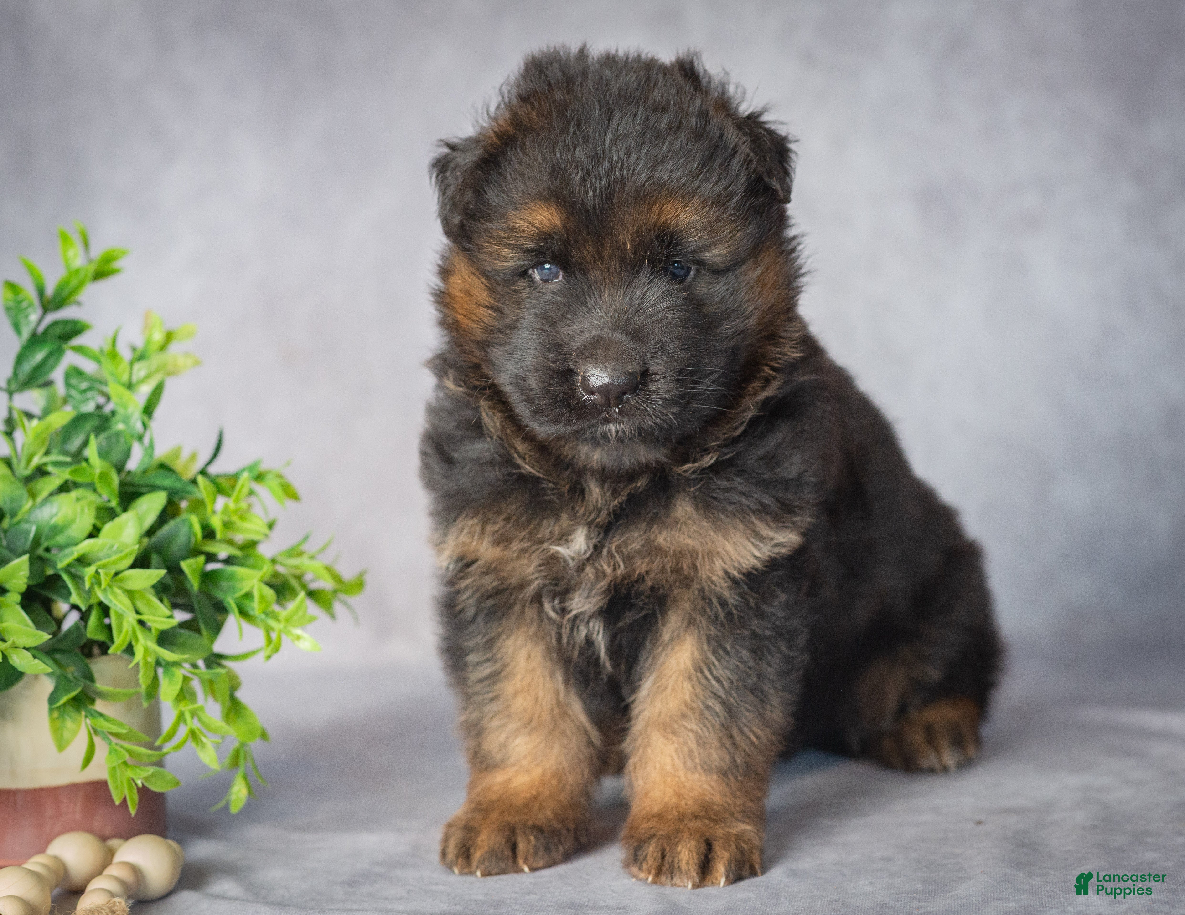German Shepherd dogs Bear - Ad 2