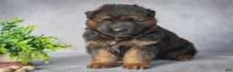 German Shepherd dogs for sale: Bear - Ad 2