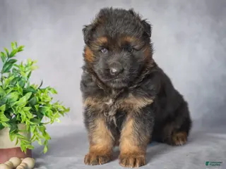 German Shepherd dogs Bear - Ad 2