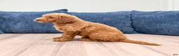Mini Goldendoodle dogs for sale: Chloe - Ad 4