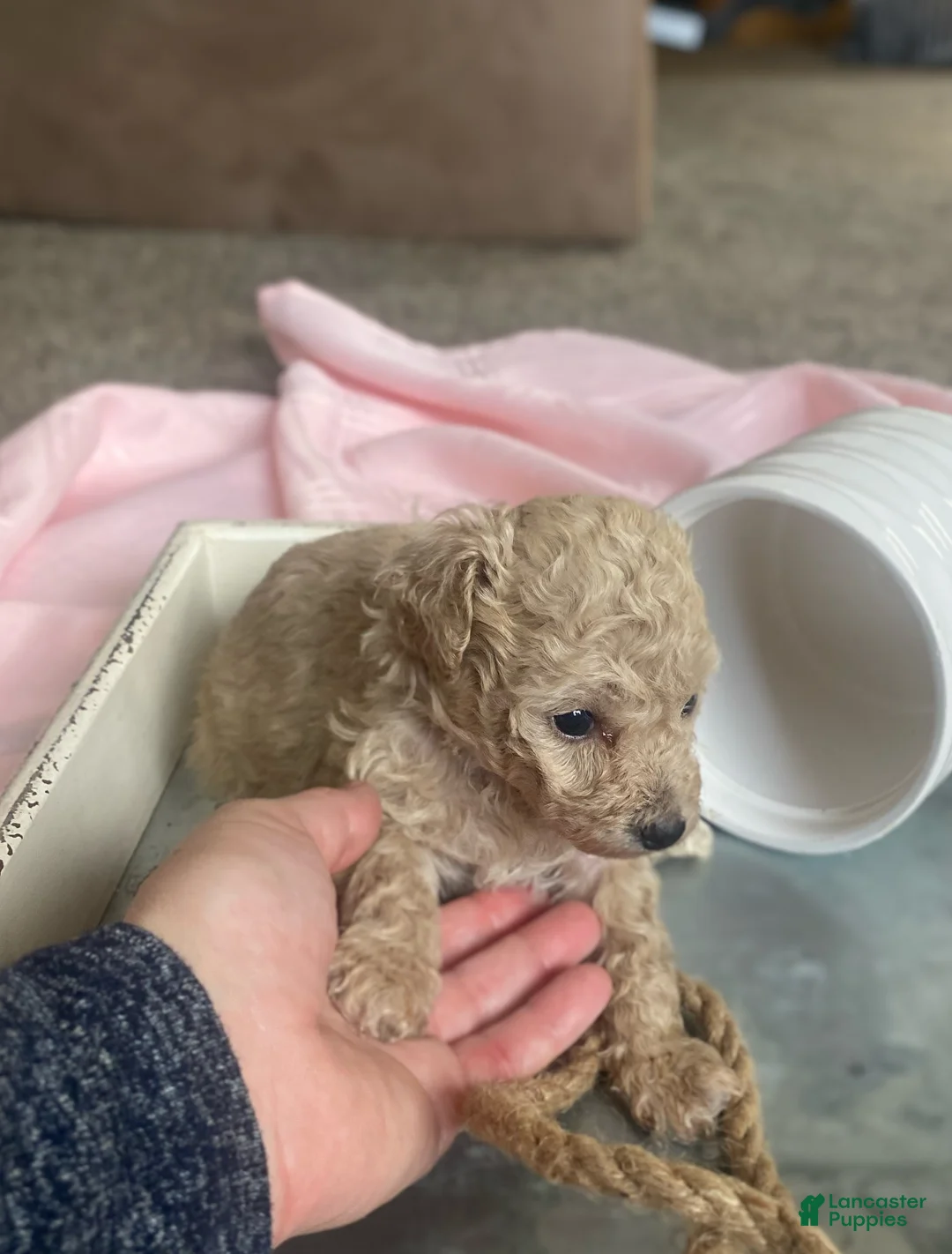 Toy Poodle dogs for sale: SWEET CAMERON  - Ad 24