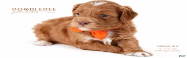 English Goldendoodle: Orange Boy