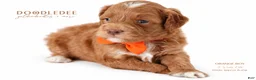 Goldendoodle dogs for sale: English Goldendoodle: Orange Boy - Ad 1