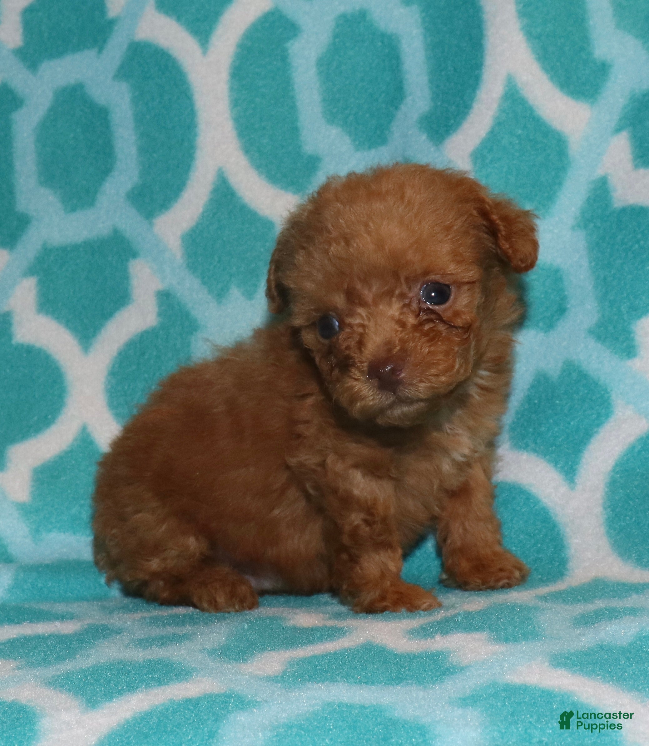 Toy Poodle dogs for sale: Double T Summer’s apricot male - Ad 16