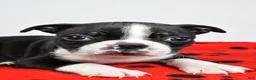 Boston Terrier dogs for sale: Piper - Ad 5