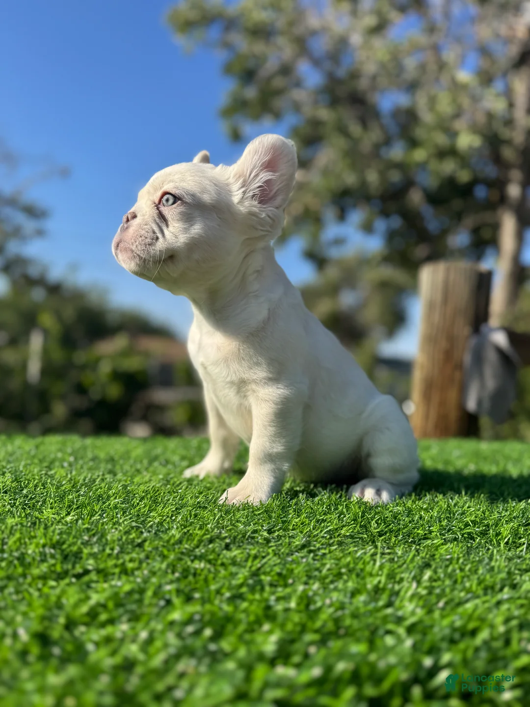 French Bulldog dogs for sale: Jake Paul the Fluffy - Ad 2