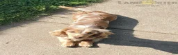 Miniature Dachshund dogs for sale: Mocha - Ad 8