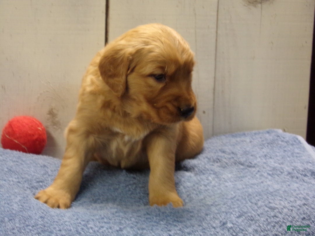 Golden Retriever dogs for sale: Obadiah - Ad 2