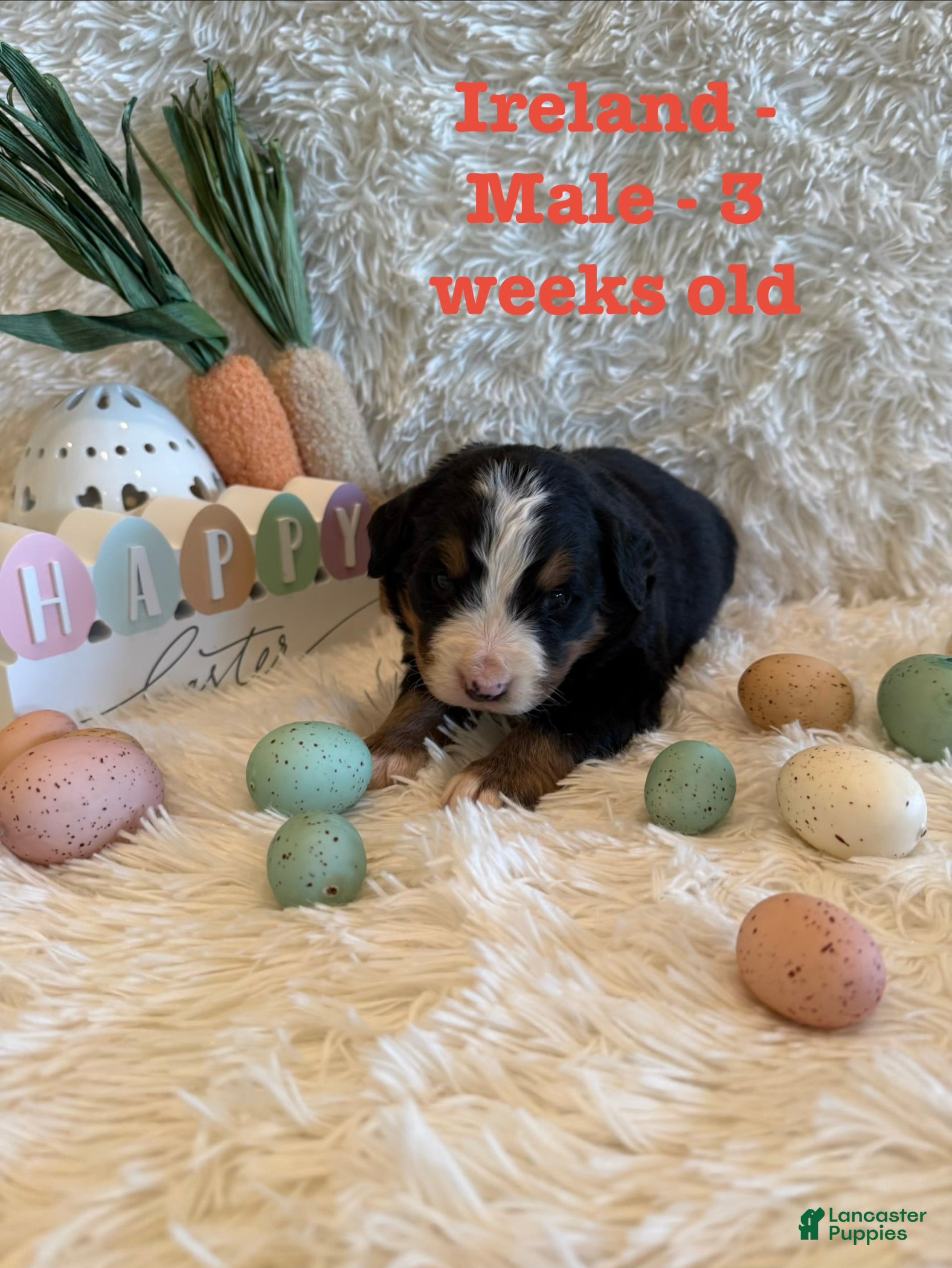 Bernese Mountain Dog dogs Ireland - Ad 3