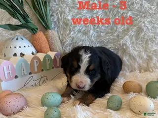 Bernese Mountain Dog dogs Ireland - Ad 2