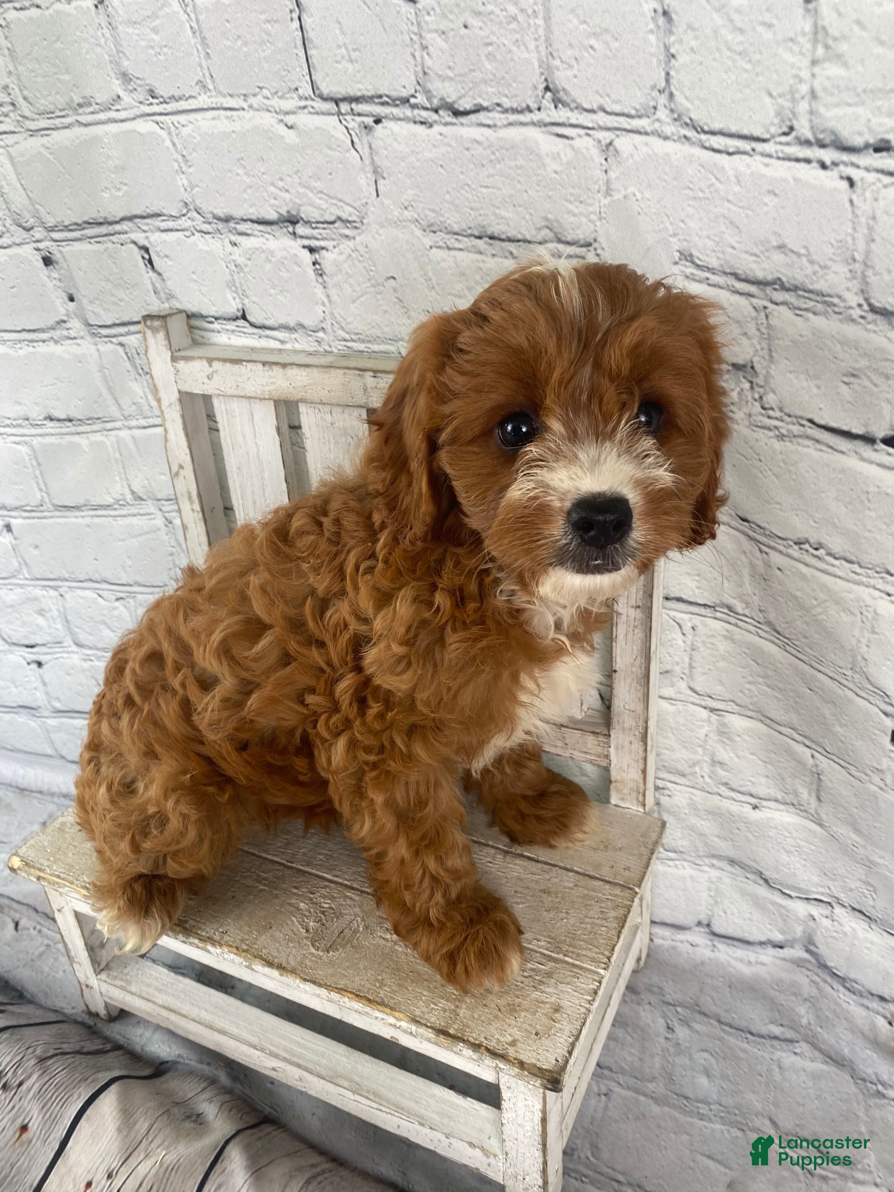 Cavapoo dogs Chloe - Ad 2