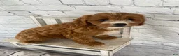Cavapoo dogs for sale: Chloe - Ad 2