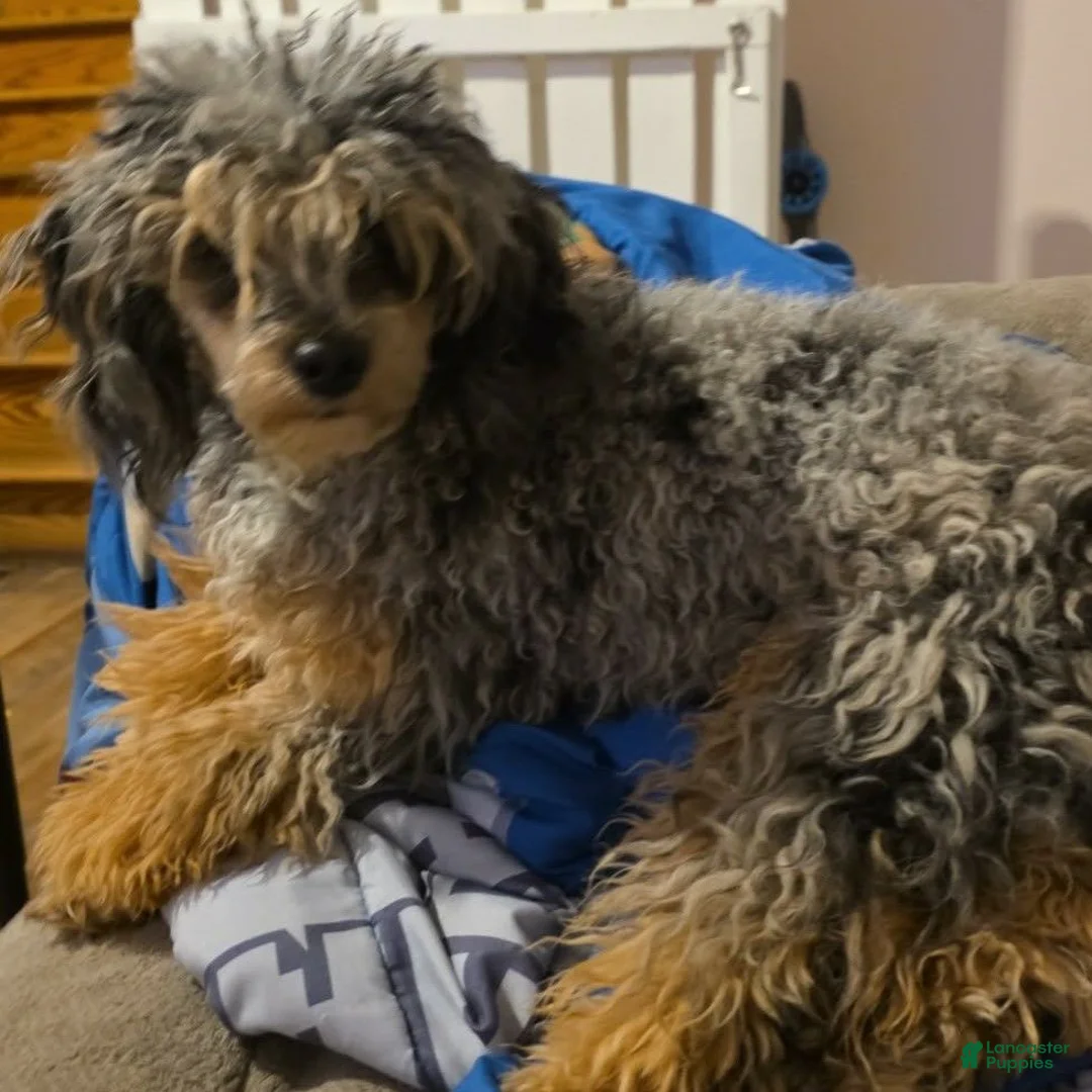 Shihpoo dogs for sale: Poppy - Ad 17