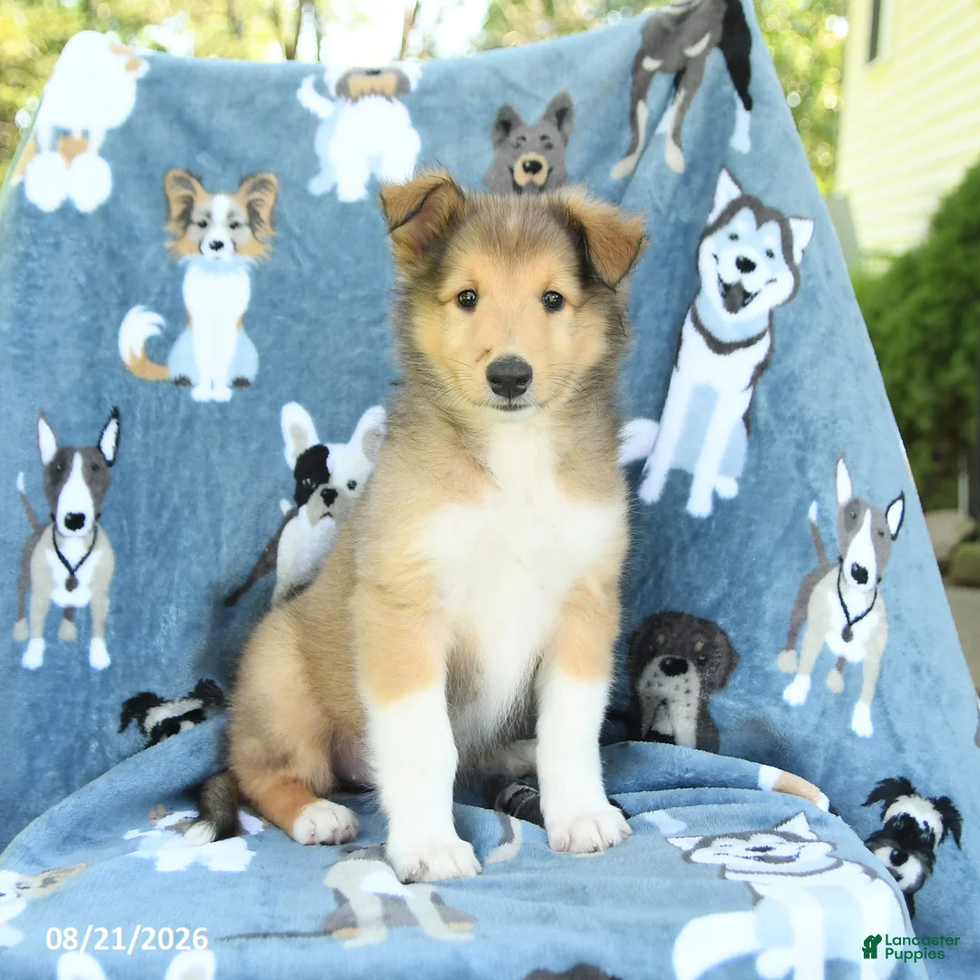 Collie dogs for sale: Orchid - Ad 1