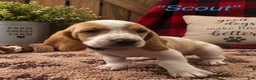 Basset Hound dogs for sale: Scout - Ad 1