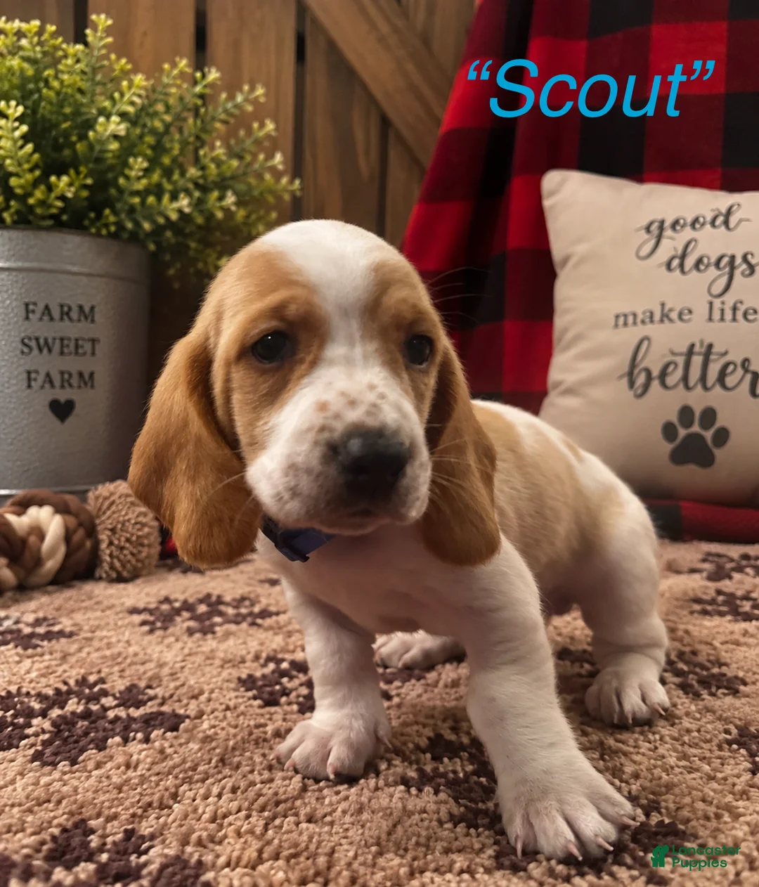 Basset Hound dogs for sale: Scout - Ad 1