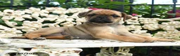 Jug dogs for sale: Suzy - Ad 2