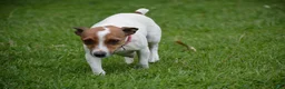 Jack Russell Terrier dogs for sale: Macie - Ad 6