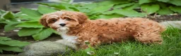 Cavapoo dogs for sale: Harper - Ad 9
