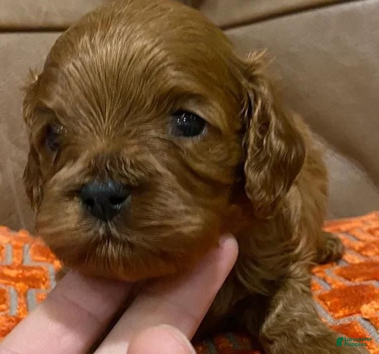 Cavapoo dogs Maya - Ad 39