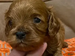 Cavapoo dogs Maya - Ad 39