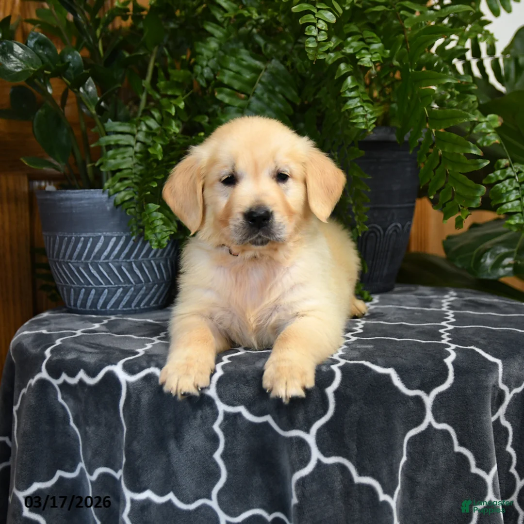 Golden Retriever dogs for sale: Handsome - Ad 2