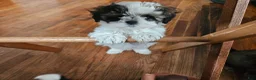 Shorkie dogs for sale: Puppy 2 Red - Ad 6