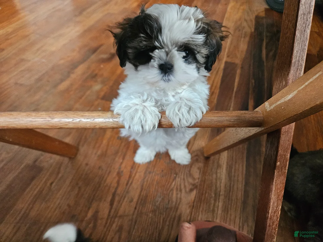 Shorkie dogs for sale: Puppy 2 Red - Ad 6