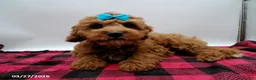 Cavapoo dogs for sale: Jax - Ad 8