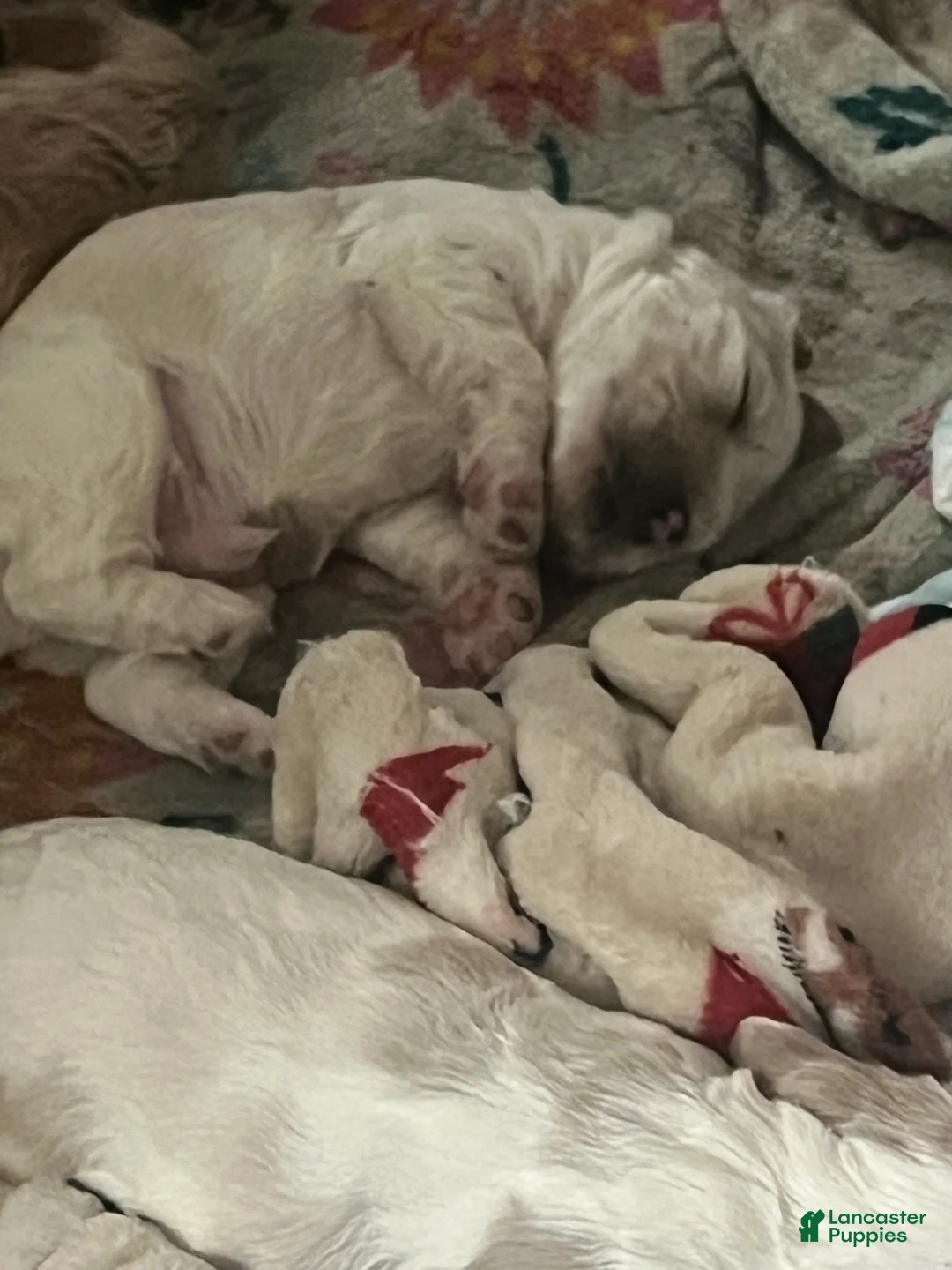 Cocker Spaniel dogs for sale: Cocker Spaniel 1 - Ad 2