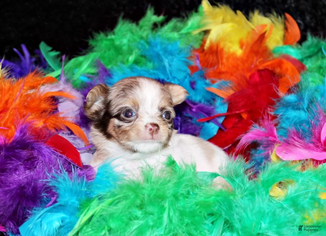 Chihuahua dogs for sale: Happy - Ad 2
