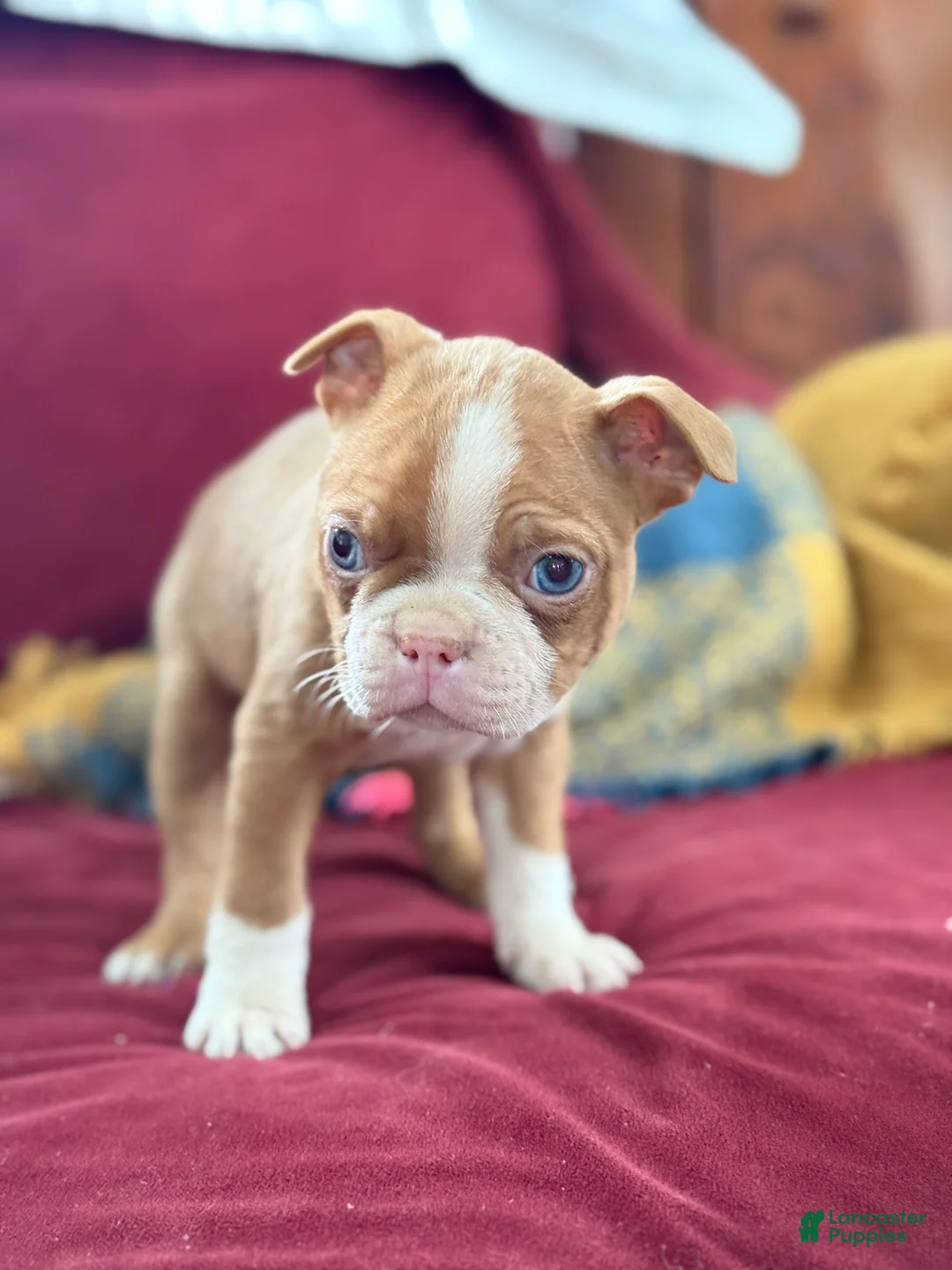 Boston Terrier dogs for sale: Bonny - Ad 8